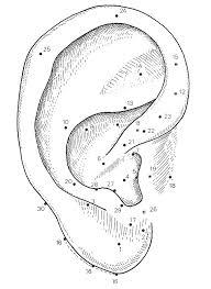 Réfléxologie auriculaire
